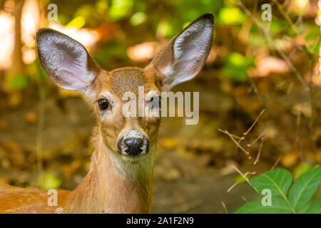 Libre d'un cerf de Virginie (Odocoileus virginianus) fawn debout dans une forêt. Banque D'Images