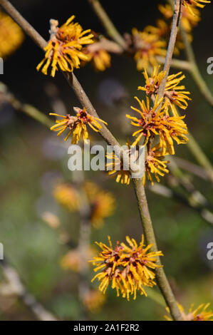 Hamamelis x intermedia 'Brevipetala» l'Hamamélis les fleurs cultivées à RHS Garden Harlow Carr, Harrogate, Yorkshire. Angleterre, Royaume-Uni Banque D'Images