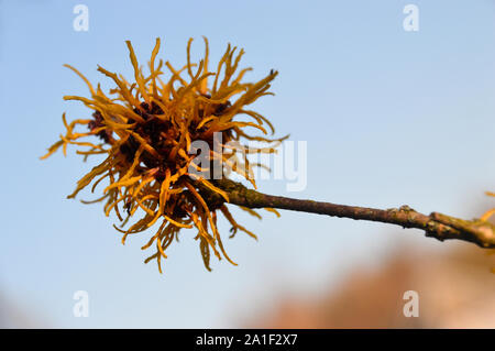 Hamamelis x intermedia 'Barmstedt Gold' Fleur d'Hamamélis cultivées à RHS Garden Harlow Carr, Harrogate, Yorkshire. Angleterre, Royaume-Uni Banque D'Images