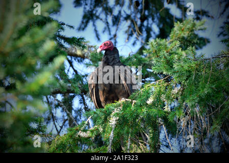 Une vue frontale d'un Urubu sauvages ( Cathartes aura), perché sur une branche d'arbre le long de la côte de l'île de Vancouver (Colombie-Britannique) Canada Banque D'Images