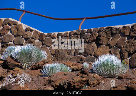 Une épée d'argent en face d'un mur de pierre brune sur Haleakala. Un volcan de l'île de Maui à Hawaii Banque D'Images