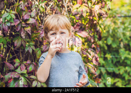 Nouvelle-zélande la cuisine exotique. Berry, nergi ou petit kiwi. Préparation de l'enfant bébé vert kiwi actinidia arguta. Banque D'Images