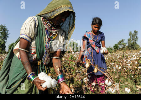 L'INDE, le Madhya Pradesh, Khargone , cooperative Shiv Krishi Utthan Sanstha produire du coton biologique et du commerce équitable, des femmes tribales de coton de la récolte à la main / INDIEN, le Madhya Pradesh, Khargone , Kooperative Shiv Krishi Utthan Sanstha vermarktet und fairtrade Biobaumwolle Farmern von Frauen Adivasi Adivasi, pfluecken Baumwolle par Main Banque D'Images