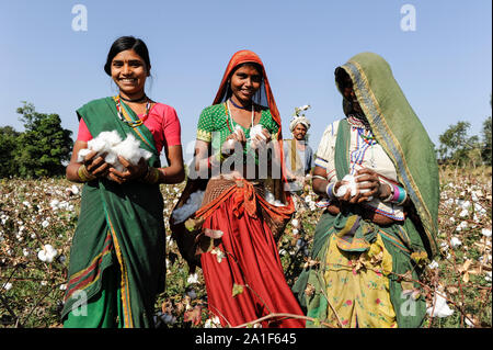 L'INDE, le Madhya Pradesh, Khargone , cooperative Shiv Krishi Utthan Sanstha produire du coton biologique et du commerce équitable, des femmes tribales de coton de la récolte à la main / INDIEN, le Madhya Pradesh, Khargone , Kooperative Shiv Krishi Utthan Sanstha vermarktet und fairtrade Biobaumwolle Farmern von Frauen Adivasi Adivasi, pfluecken Baumwolle par Main Banque D'Images