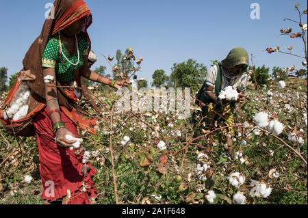 L'INDE, le Madhya Pradesh, Khargone , cooperative Shiv Krishi Utthan Sanstha produire du coton biologique et du commerce équitable, des femmes tribales de coton de la récolte à la main / INDIEN, le Madhya Pradesh, Khargone , Kooperative Shiv Krishi Utthan Sanstha vermarktet und fairtrade Biobaumwolle Farmern von Frauen Adivasi Adivasi, pfluecken Baumwolle par Main Banque D'Images