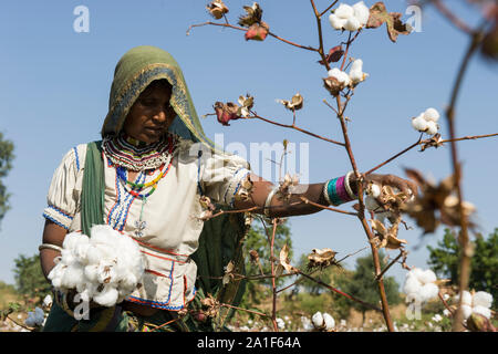 L'INDE, le Madhya Pradesh, Khargone , cooperative Shiv Krishi Utthan Sanstha produire du coton biologique et du commerce équitable, des femmes tribales de coton de la récolte à la main / INDIEN, le Madhya Pradesh, Khargone , Kooperative Shiv Krishi Utthan Sanstha vermarktet und fairtrade Biobaumwolle Farmern von Frauen Adivasi Adivasi, pfluecken Baumwolle par Main Banque D'Images