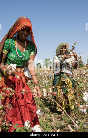 L'INDE, le Madhya Pradesh, Khargone , cooperative Shiv Krishi Utthan Sanstha produire du coton biologique et du commerce équitable, des femmes tribales de coton de la récolte à la main / INDIEN, le Madhya Pradesh, Khargone , Kooperative Shiv Krishi Utthan Sanstha vermarktet und fairtrade Biobaumwolle Farmern von Frauen Adivasi Adivasi, pfluecken Baumwolle par Main Banque D'Images