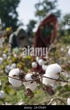 L'INDE, le Madhya Pradesh, Khargone , cooperative Shiv Krishi Utthan Sanstha produire du coton biologique et du commerce équitable, des femmes tribales de coton de la récolte à la main / INDIEN, le Madhya Pradesh, Khargone , Kooperative Shiv Krishi Utthan Sanstha vermarktet und fairtrade Biobaumwolle Farmern von Frauen Adivasi Adivasi, pfluecken Baumwolle par Main Banque D'Images