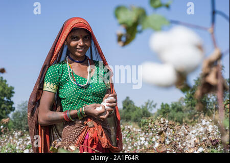 L'INDE, le Madhya Pradesh, Khargone , cooperative Shiv Krishi Utthan Sanstha produire du coton biologique et du commerce équitable, des femmes tribales de coton de la récolte à la main / INDIEN, le Madhya Pradesh, Khargone , Kooperative Shiv Krishi Utthan Sanstha vermarktet und fairtrade Biobaumwolle Farmern von Frauen Adivasi Adivasi, pfluecken Baumwolle par Main Banque D'Images