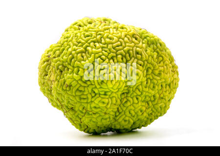 Osage orange (Maclura pomifera) sur un fond blanc Banque D'Images