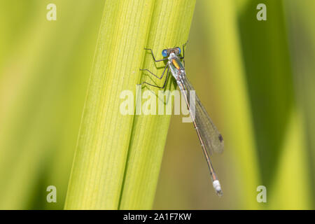 Emerald (Lestes sponsa) demoiselle sur reedmace. Surrey, UK. Banque D'Images