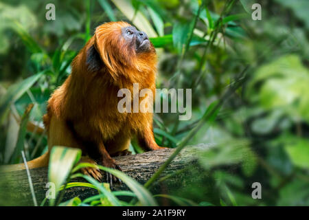 Golden Lion Tamarin / golden ouistiti (Leontopithecus rosalia rosalia Jacchus / brasiliensis) dans la forêt tropicale, originaire de Brésil Banque D'Images