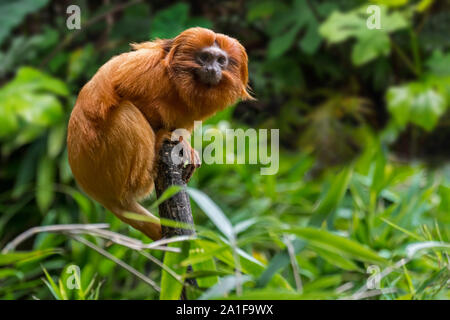 Golden Lion Tamarin / golden ouistiti (Leontopithecus rosalia rosalia Jacchus / brasiliensis) dans la forêt tropicale, originaire de Brésil Banque D'Images