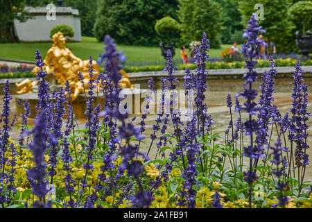 Ettal, Allemagne, le 6 août, 2019. : Violet des glaïeuls dans les jardins du château de Linderhof en Bavière Banque D'Images