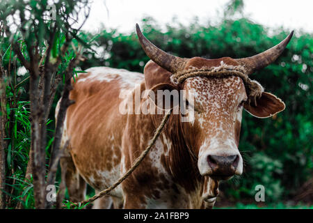 Brown repéré avec des cornes à la vache à travers les buissons Banque D'Images