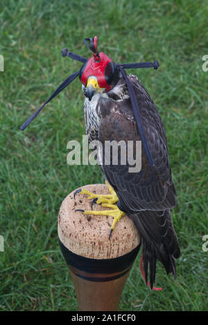 Le faucon à capuchon hybride , Falco peregrinus fémorale Banque D'Images