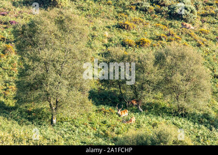 Un groupe de berghoff le pâturage dans le soleil du soir sur les pentes inférieures de Dunkery Beacon, le point le plus élevé de Exmoor, Somerset UK Banque D'Images