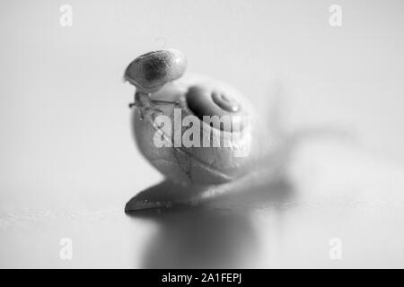 Petit escargot montant sur un gros escargot. Le gros escargot prend soin de la petite. Profondeur de champ Banque D'Images