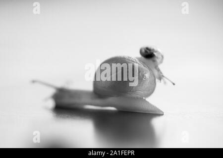 Petit escargot montant sur un gros escargot. Le gros escargot prend soin de la petite. Profondeur de champ Banque D'Images