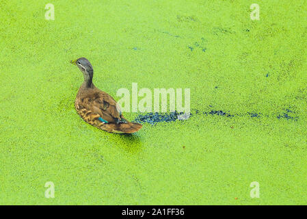 Canard colvert Canard d'alimentation sur la lutte contre les mauvaises herbes dans un étang envahi par la verte. Banque D'Images