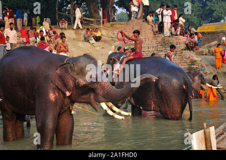 La baignoire de l'éléphant. Sonepur Mela, Inde Banque D'Images