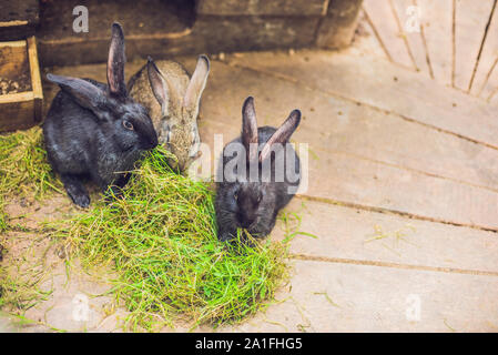 Nourrir les lapins sur la ferme des animaux en lapin-hutch. Banque D'Images