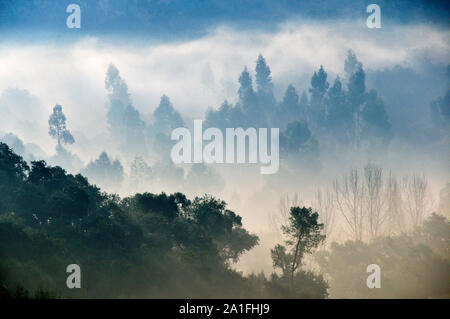 Parc Naturel d'Arrábida dans un matin brumeux. Palmela, Portugal Banque D'Images