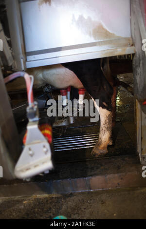 La vache Holstein être traite par un robot. Banque D'Images