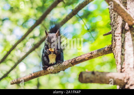 L'écureuil noir est assis sur un arbre et mange. Banque D'Images