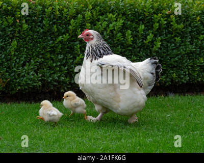 Light Sussex avec poulet poussins nouvellement éclos Banque D'Images