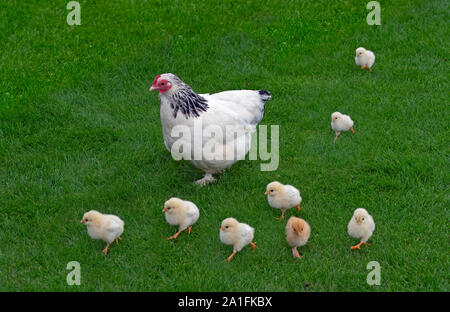 Light Sussex avec poulet poussins nouvellement éclos Banque D'Images