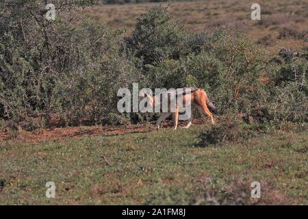 Le Chacal à dos noir (Canis mesomelas) à Addo Elephant National Park, Eastern Cape, Afrique du Sud Banque D'Images