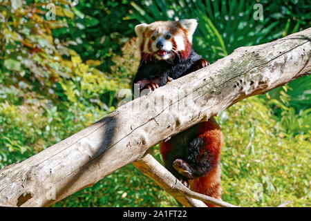 Panda rouge Banque D'Images