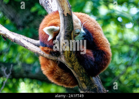 Panda rouge Banque D'Images