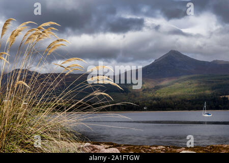 Voir des chèvres est tombé sur arran Banque D'Images