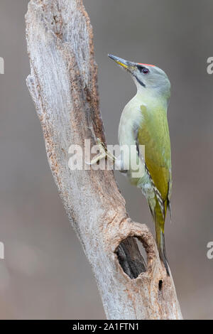 Pic à tête grise (Picus canus), vue latérale d'un homme adulte perché sur un vieux tronc, Podlasie, Pologne Banque D'Images