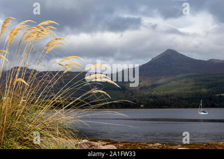 Voir des chèvres est tombé sur arran Banque D'Images