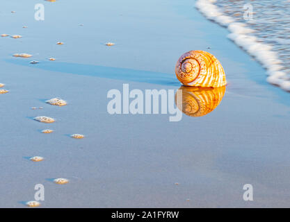 Grand coquillage et échoués sur le sable de varech reflétée dans le sable humide avec plage et mer contexte à Papamoa Tauranga, Nouvelle-Zélande Banque D'Images