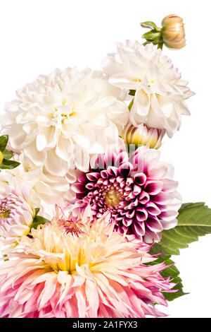 Bouquet de fleurs dahlia isolé sur fond blanc Banque D'Images