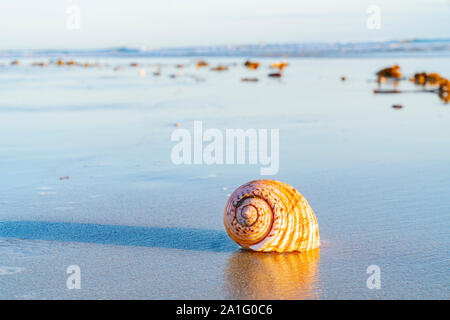 Grand coquillage et échoués sur le sable de varech avec plage et mer contexte à Papamoa Tauranga, Nouvelle-Zélande Banque D'Images