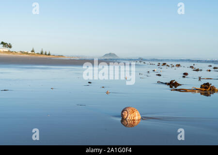 Grand coquillage et échoués sur le sable de varech avec plage et mer contexte à Papamoa Tauranga, Nouvelle-Zélande Banque D'Images