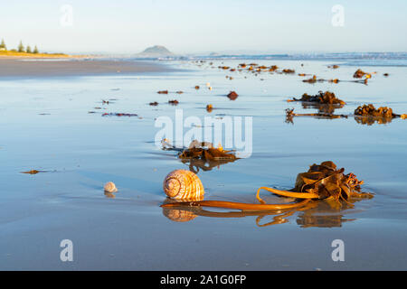 Grand coquillage et échoués sur le sable de varech avec plage et mer contexte à Papamoa Tauranga, Nouvelle-Zélande Banque D'Images