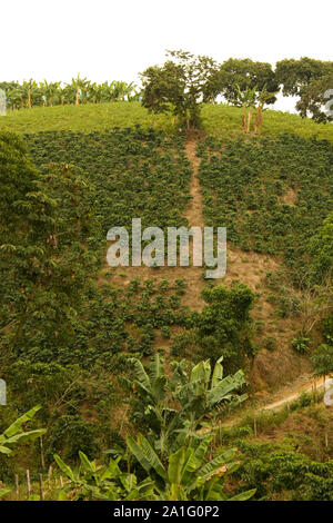 Les champs et les plantations de café dans les Andes colombiennes. Banque D'Images