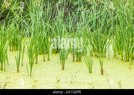 Les plantes de marais sauvages, Turquie Banque D'Images