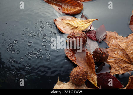 Belles feuilles d'automne sont tombées à l'eau dans la pluie d'automne. Vue d'en haut Banque D'Images