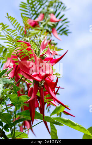 Close up de fleurs rose rouge de Clianthus puniceus (Lobster claw ou Kaka beak) Banque D'Images