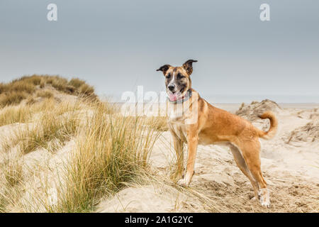 Un beau berger belge posant debout dans un paysage de dunes avec un relevé fièrement la tête et un collier avec tracker GPS autour du cou à la fro Banque D'Images