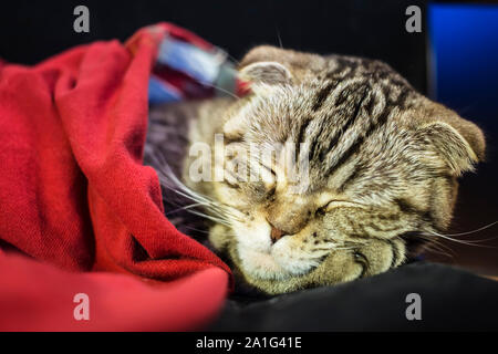 Funny cat Scottish Fold gentiment dormir dans l'hiver à la maison comme un homme sous la couverture chaude, sa tête reposant sur le pied Banque D'Images