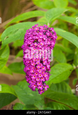 Fleur de Buddleia davidii Royal Red aussi appelé arbre aux papillons un arbuste à feuilles caduques qui est le mieux en plein soleil et est entièrement hardy Banque D'Images