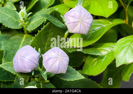 Lamium Orvala bleu ballon ou des boutons de fleurs d'une plante herbacée vivace à feuilles caduques qu'est pleinement un idéal hardy et plante de rocaille frontière Banque D'Images